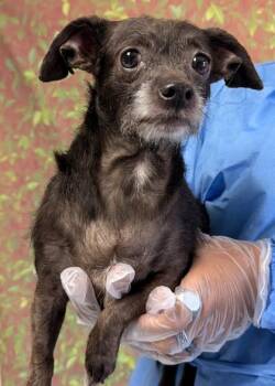 Emiliana -  Terrier and Mixed Breed Dog for Adoption in San Antonio, Texas - Emiliana | PetCurious