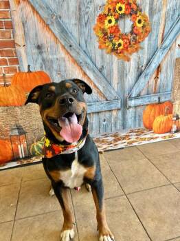 Tank -  Rottweiler and Pit Bull Terrier Dog for Adoption in Marion, Ohio - Tank | PetCurious