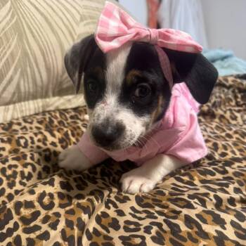 Millie -  Jack Russell Terrier Dog for Adoption in West Miami, Florida - Millie | PetCurious