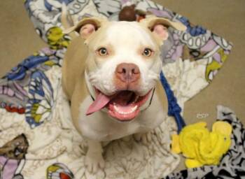 Rescue Pit Bull Terrier Dogs for Adoption in Fort Wayne, Indiana - ELSA | PetCurious