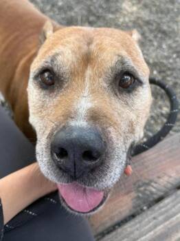 Pit Bull Terrier Dogs Available for Adoption in Woodland, California - *AEROSMITH | PetCurious