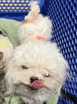 Maltese Dogs Available for Adoption in Warrenton, Missouri - Gianni | PetCurious
