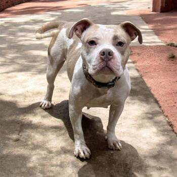 American Bully Dogs Available for Adoption - Daisy | PetCurious