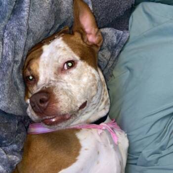 Bentley - Home to Home -  Boxer and Mixed Breed Dog for Adoption in South Elgin, Illinois - Bentley - Home To Home | PetCurious