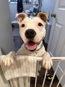 Rescue Mixed Breed Dogs for Adoption in Cincinnati, Ohio - Snow Baby | PetCurious