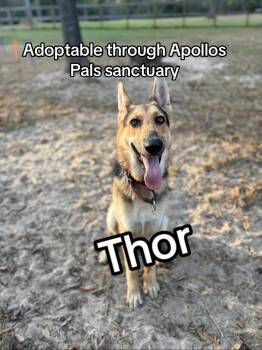Rescue German Shepherd Dog Dogs for Adoption in Conroe, Texas - Thor | PetCurious