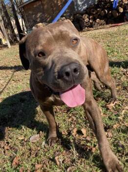 Rescue Pit Bull Terrier Dogs for Adoption in Cleveland, Oklahoma - Nunu | PetCurious