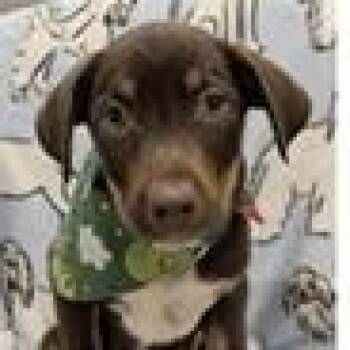 Wonka -  Shepherd and Mountain Cur Dog for Adoption in Clearwater, Florida - Wonka | PetCurious