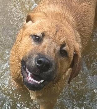 Wonton -  Retriever and Terrier Dog for Adoption in Bloomfield, Connecticut - Wonton | PetCurious