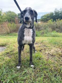 PROSECCO -  Poodle and Mixed Breed Dog for Adoption in Minneapolis, Minnesota - PROSECCO | PetCurious