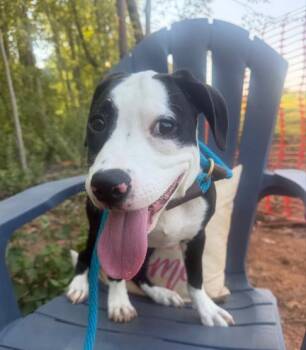 A1270404 -  Mixed Breed Dog for Adoption in Charlotte, North Carolina - A1270404 | PetCurious