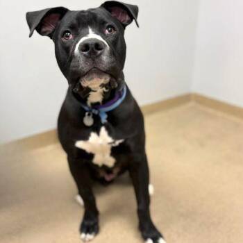 Pit Bull Terrier Dogs Available for Adoption in Aurora, Colorado - POLO | PetCurious