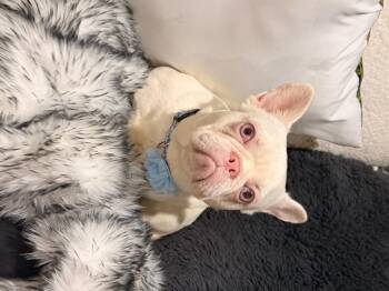Pinky -  French Bulldog Dog for Adoption in North Freedom, Wisconsin - Pinky | PetCurious