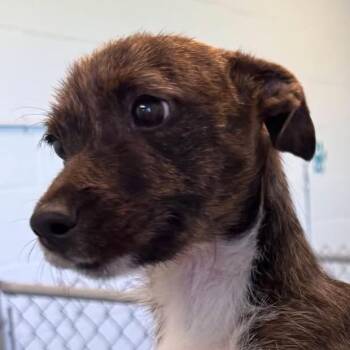 Coco Puff -  Chihuahua and Miniature Dachshund Dog for Adoption in Sarasota, Florida - Coco Puff | PetCurious