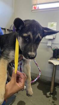 A883128 -  German Shepherd Dog and Husky Dog for Adoption in Camarillo, California - A883128 | PetCurious