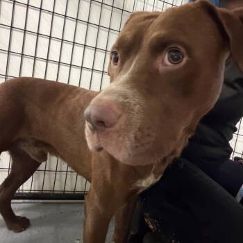 Cardinal -  Pit Bull Terrier Dog for Adoption in St. Louis, Missouri - Cardinal | PetCurious