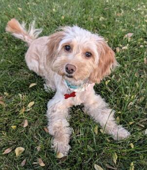 Crochet -  Poodle Dog for Adoption in Palo Alto, California - Crochet | PetCurious