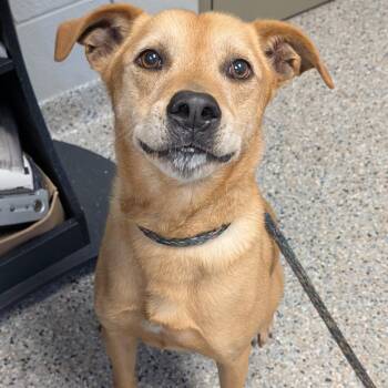 Gregg -  Mixed Breed Dog for Adoption in West Olive, Michigan - Gregg | PetCurious