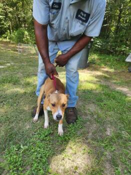 Spence  -  Pit Bull Terrier Dog for Adoption in Silsbee, Texas - Spence  | PetCurious