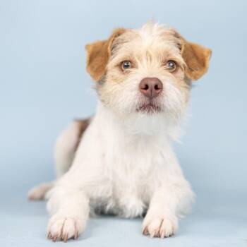 Austria -  Terrier Dog for Adoption in Portland, Oregon - Austria | PetCurious