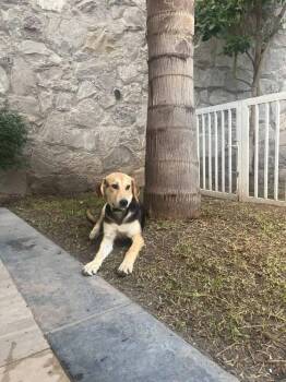 Palmera -  Shepherd and Labrador Retriever Dog for Adoption in Langley Township, British Columbia - Palmera | PetCurious