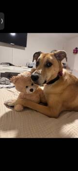 Blythe -  Mixed Breed Dog for Adoption in Winter Park, Florida - Blythe | PetCurious