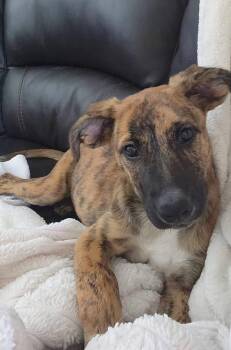 Mable -  Labrador Retriever and Mixed Breed Dog for Adoption in Grand Island, Nebraska - Mable | PetCurious
