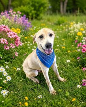 Sampson -  Yellow Labrador Retriever Dog for Adoption - Sampson | PetCurious