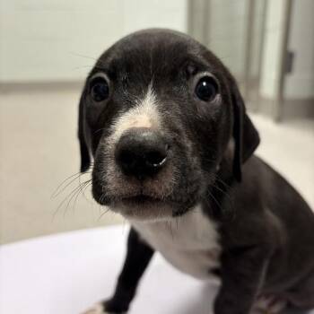 marlowe -  Mixed Breed Dog for Adoption in Chattanooga, Tennessee - Marlowe | PetCurious
