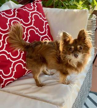 Ginger Bella -  Chihuahua Dog for Adoption in Milton, Georgia - Ginger Bella | PetCurious