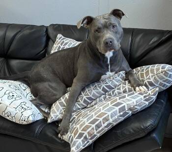Rescue Pit Bull Terrier and Mixed Breed Dogs for Adoption in Cincinnati, Ohio - SAPPHIRE | PetCurious