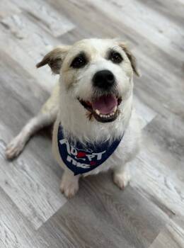 Dante -  Mixed Breed Dog for Adoption in Lake Ronkonkoma, New York - Dante | PetCurious