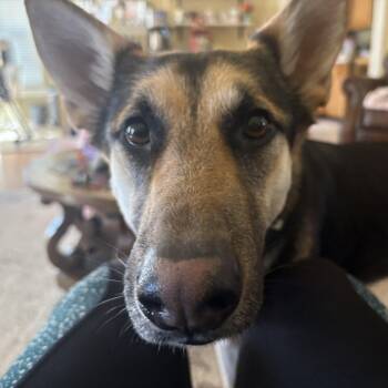German Shepherd Dog Dogs Available for Adoption - Honey | PetCurious