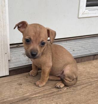 Dachshund and Chihuahua Dogs Available for Adoption - Cackle | PetCurious