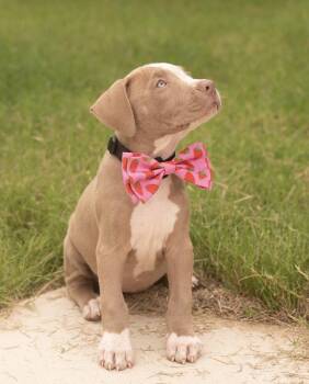 MISSY MAE -  Terrier and Labrador Retriever Dog for Adoption in Southaven, Mississippi - MISSY MAE | PetCurious