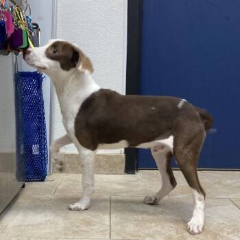 Mixed Breed Dogs Available for Adoption in Galveston, Texas - BUG | PetCurious