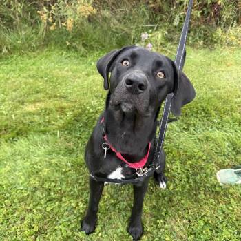 Woody -  Black Labrador Retriever Dog for Adoption in Reading, Vermont - Woody | PetCurious