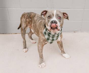Watson -  Terrier Dog for Adoption in Lancaster, South Carolina - Watson | PetCurious