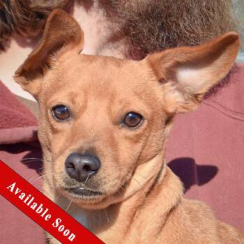 Rescue Chihuahua Dogs for Adoption in Huntley, Illinois - Decker | PetCurious