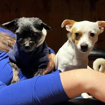 Teddy -  Mixed Breed Dog for Adoption in Madison, Wisconsin - Teddy | PetCurious