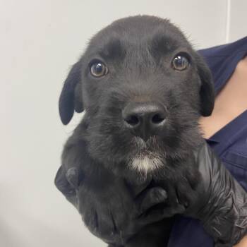 Terrier Dogs Available for Adoption - Clue | PetCurious