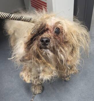 V16c -  Maltese Dog for Adoption in Lawrenceville, Georgia - V16c | PetCurious