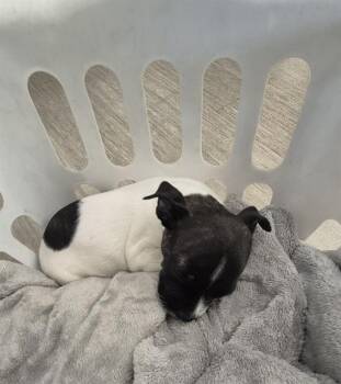 Chihuahua Dogs Available for Adoption in San Antonio, Texas - OAKLIN | PetCurious