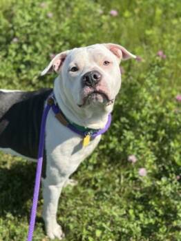 Trooper -  Pit Bull Terrier Dog for Adoption in Cleveland, Ohio - Trooper | PetCurious