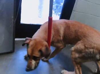 German Shepherd Dog and Mixed Breed Dogs Available for Adoption in Tulsa, Oklahoma - ROLAND | PetCurious