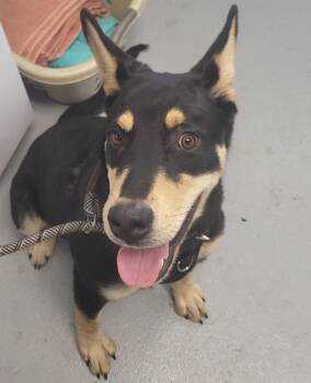Shepherd Dogs Available for Adoption in Lawrenceville, Georgia - Pen 103 Teddy | PetCurious