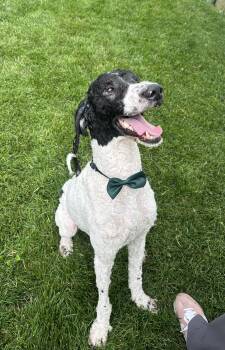 Maxwell -  Standard Poodle Dog for Adoption in Plainfield, Illinois - Maxwell | PetCurious