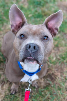 Rescue Mixed Breed Dogs for Adoption in Cincinnati, Ohio - Mama Bear | PetCurious