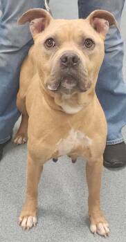 Peaches -  Pit Bull Terrier Dog for Adoption in Sapulpa, Oklahoma - Peaches | PetCurious