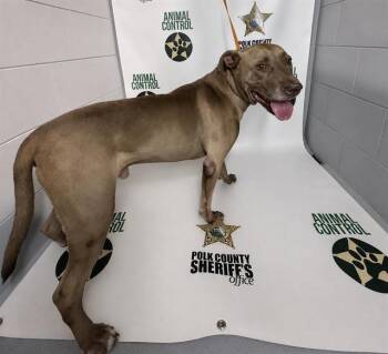 A1278332 -  American Bulldog and Mixed Breed Dog for Adoption in Winter Haven, Florida - A1278332 | PetCurious